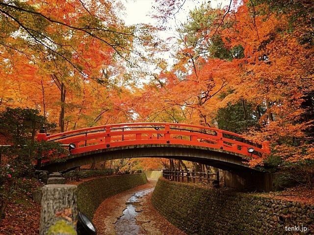 puente japonés en otoño en una luna de miel